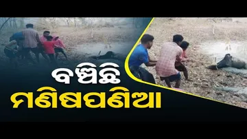News Fuse | Locals rescue bull from mire in Mayurbhanj