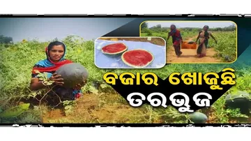 Khariar\'s watermelon farmers seek market opportunities