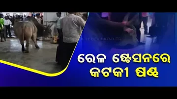 News Fuse: Bull Reaches Cuttack Railway Station, But for What?