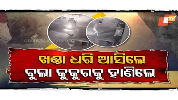 Shocking Cruelty: 8 Youths Brutally Attack Sleeping Dog in Berhampur, Caught on CCTV