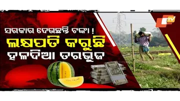 Special Story: Odisha Farmers Harvest Unique Yellow Watermelons, Yield High Profits