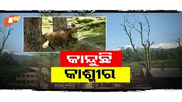 ପର୍ଯ୍ୟଟକ ନାହାନ୍ତି, ଉତ୍ସାହ ନାହିଁ ଖାଁ ଖାଁ ଲାଗୁଛି କାଶ୍ମୀର...