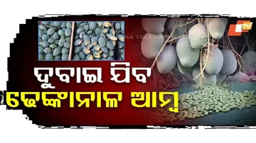 ଢେଙ୍କାନାଳରୁ ବିଦେଶକୁ ରପ୍ତାନୀ ହେଲା ଆମ୍ବ