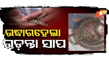 Rare Flying Snake Rescued from Home in Jaypur, Koraput