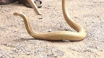 ଦୁଇଟି ଚମ୍ପା ନାଗ ଉଦ୍ଧାର