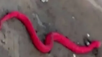 ୮୪ ବର୍ଷ ପରେ ଦେଖିବାକୁ ମିଳିଲା ଲାଲ୍‌ ରଙ୍ଗର ସାପ