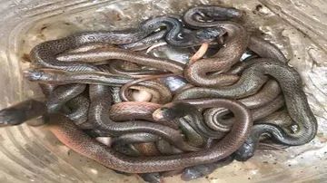 ରୋଷେଇ ଘରୁ ବାହାରିଲା ୧୪ ନାଗ ସାପ ଛୁଆ