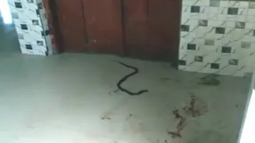 କ୍ୱାରେଣ୍ଟିନ୍‌ ସେଣ୍ଟରରେ ସାପ କାମୁଡାରେ ବାଳକର ମୃତ୍ୟୁ