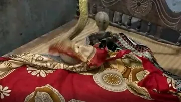 ଗଦି ଭିତରୁ ବାହାରିଲା ୫ ଫୁଟ୍‌ର ସାପ