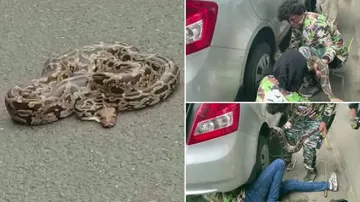 କାର୍ ଚକାରୁ ମିଳିଲା ବିରାଟକାୟ ଅଜଗର