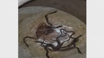 ଘରୁ ବାହାରିଲା ମାଳମାଳ ସାପ