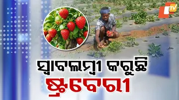 strawberry Farming