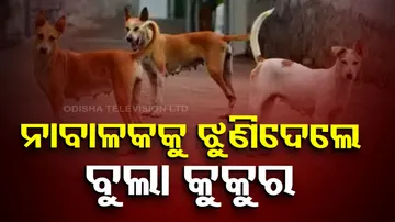 Stray Dog Attacks In India