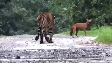 ଭୋକିଲା ବାଘଟି ଜଙ୍ଗଲି କୁକୁର ପଛରେ ଦୌଡୁଥିଲା, କିନ୍ତୁ କୁକୁରଟି ଏମିତି କିଛି କଲା, ଦେଖନ୍ତୁ ପୂରା ଭିଡିଓ...