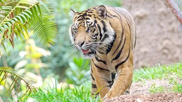 ଜୁନ୍‌ରେ ଆସିବ ବାଘ