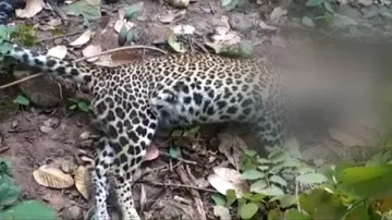 କଲରାପତରିଆ ବାଘର ମୃତଦେହ ଉଦ୍ଧାର