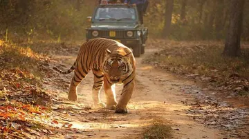 ନଭେମ୍ବର ୧ରୁ ଖୋଲିବ ଶିମିଳିପାଳ ଅଭୟାରଣ୍ୟ