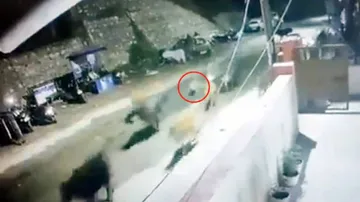 ହଠାତ୍‌ ଗାଈପଲ ଭିତରକୁ ପଶିଆସିଲା ଚିତାବାଘ, ଆଉ ତା’ପରେ...  