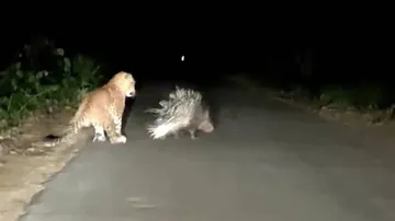 ବାଘ-ଝିଙ୍କ ଲଢ଼େଇ, ଜିତିଲା କିଏ?