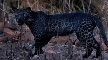 କଳା ବାଘର ଫଟୋ ଉଠାଇବା ପାଇଁ ବ୍ୟକ୍ତି ଜଣକ ଜଙ୍ଗଲରେ କଲେ ଏମିତି କାମ