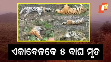 tiger dead