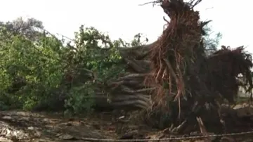 ‍‍‘ଫୋନି’ ପରେ ଅଣ୍ଟା ସଳଖି ଠିଆ ହେବାକୁ ଚେଷ୍ଟା କରୁଛି ଉପକୂଳ ଓଡ଼ିଶା