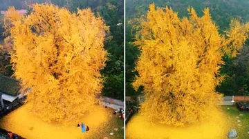 ୧୪୦୦ ବର୍ଷ ପୁରୁଣା ଗଛ, ଝଡୁଛି ସୁନାର ପତ୍ର!