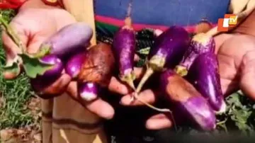 ଚାଷୀଙ୍କ ମେରୁଦଣ୍ଡ ଭାଙ୍ଗି ଦେଇଛି ଫୋନି