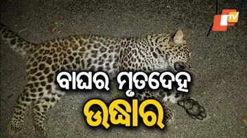 ନାଳ କଡ଼ରୁ କଲରାପତରିଆ ବାଘର ଗଳିତ ମୃତଦେହ ଉଦ୍ଧାର