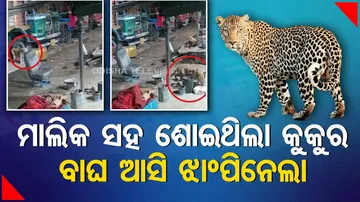 Leopard Attack Viral Video
