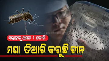 Special Story | China Develops Lab-Grown Mosquitoes To Stop Spread Of Vector-Borne Diseases