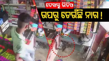Snake Follows Rat, Jumps Into Betel Shop In MP