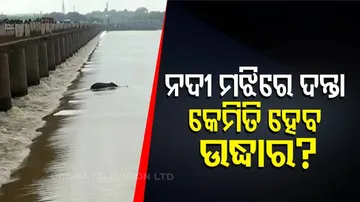 Cuttack | Elephant Stuck Near Mundali Bridge, Rescue Operation Underway | Reaction Of Officials
