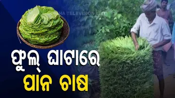 ଫୁଲ୍ ଘାଟାରେ ପାନ ଚାଷ