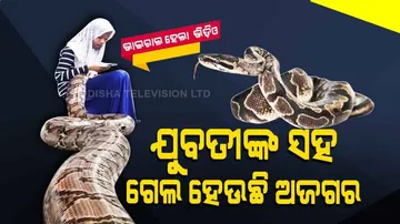 ଯୁବତୀଙ୍କ ସହ ଖେଳୁଛି ବିରାଟକାୟ ଅଜଗର, ସୋସିଆଲ ମିଡ଼ିଆରେ ଭିଡ଼ିଓ ହେଉଛି ଭାଇରାଲ୍