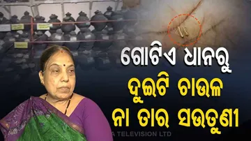 ଗୋଟିଏ ଧାନରୁ ଚୋପା ଛଡାଇଲେ ବାହାରୁଛି ଦୁଇଟି ଚାଉଳ