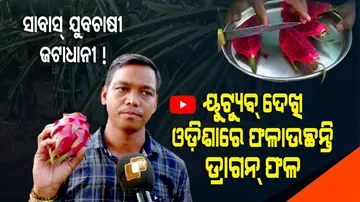 ସାବାସ୍ ଜଟାଧାନୀ ! ୟୁଟ୍ୟୁବ୍ ଦେଖି ଓଡ଼ିଶାରେ ଫଳାଉଛନ୍ତି ଡ୍ରାଗନ୍ ଫଳ