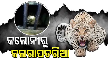 କଲୋନୀରେ କଲରାପତରିଆ