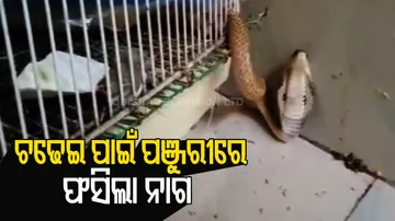 ଚଢେଇ ପାଇଁ ପଞ୍ଜୁରୀରେ ଫସିଲା ନାଗ