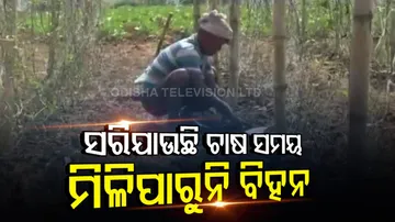 ସରିଯାଉଛି ଚାଷ ସମୟ ମିଳିପାରୁନି ବିହନ