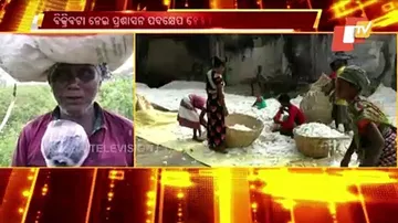 କପା ଫଳିଲାଣି ଏବେ ବିକିବା ଚିନ୍ତା ଧରିଲାଣି