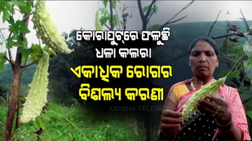 କୋରାପୁଟରେ ଫଳୁଛି ଧଳା କଲରା, ପ୍ରବଳ ଚାହିଦା, ରେଟ୍ ଉଚ୍ଚା