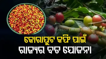 କୋରାପୁଟ କଫି ପାଇଁ ବଡ ଯୋଜନା