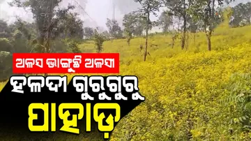ସବୁଜିମା ଭରା ପାହାଡ଼ ଉପରେ ଘୋଡାଇ ହୋଇଛି ଅଳସୀ ଫୁଲର ହଳଦିଆ ଚାଦର