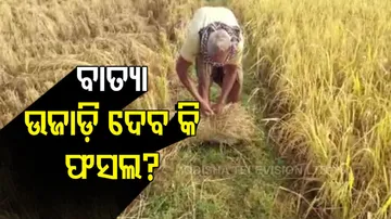 ବାତ୍ୟା ଉଜାଡ଼ି ଦେବ କି ଫସଲ?
