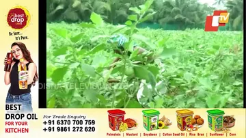 ମୁଣ୍ଡ ଝାଳ ତୁଣ୍ଡରେ ମାରି ପରିବା ଚାଷ କରିଥିଲେ...ହେଲେ ବାତ୍ୟା ସବୁ ବୁଡେଇ ଦେବ