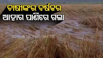 ପବନ ବହିଲେ ଚାଷୀଙ୍କର ବର୍ଷକର ଆହାର ବୁଡିଯିବ