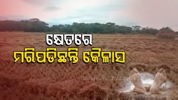 ବାତ୍ୟାରେ ଫସଲ ହାନୀରୁ ଜୀବନ ହାରିଲେ ଚାଷୀ