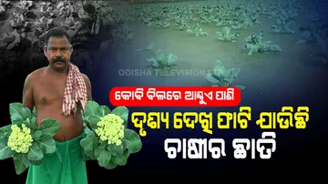 କୋବି ବିଲରେ ଆଣ୍ଠୁଏ ପାଣି… ଚାଷୀ ଆଖିରେ ରକ୍ତ… ଦୃଶ୍ୟ ଦେଖି ଛାତି ଫାଟି ଯାଉଛି