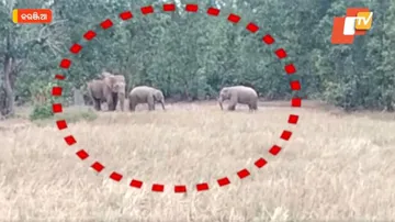 ୨୬ ଟିକିଆ ହାତୀ ପଲଙ୍କ ଆତଙ୍କରାଜ